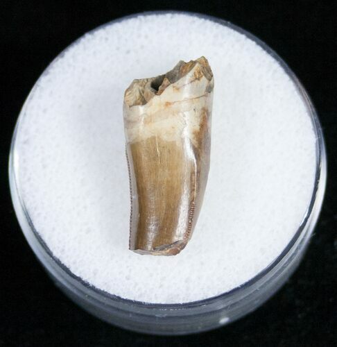 Partial Tyrannosaurid Tooth - Montana #12031